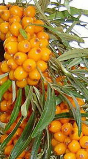 Саженец облепихи Подарок в саду в конт. С3 (НС)