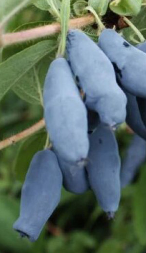 Саженец жимолости Синеокая в конт. Р9 (НС)