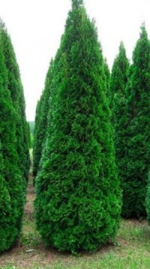 Саженец туи западной SMARAGD (Смарагд) в конт. С5 (НС)