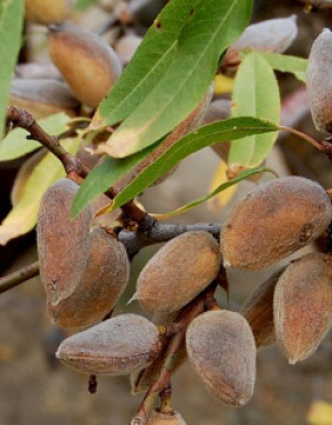 Саженцы Миндаль Десертный