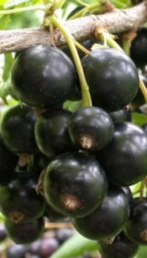 Саженец смородины черной Селеченская 2, ОКС (НС)