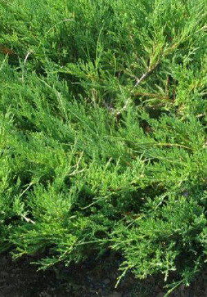 Саженцы Можжевельник средний Gold Kissen 25-35cм С2,5 (ЗГ)