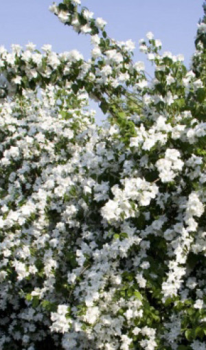 Саженцы Чубушник С2 (СП)