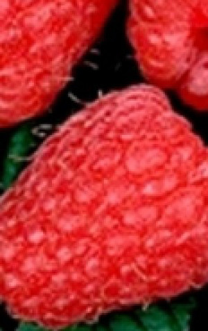 Саженец малины Глен Ампел в конт. С2 (НС)