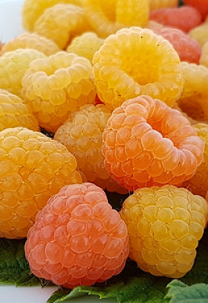 Саженец малины Янтарь в конт. С2 (НС)