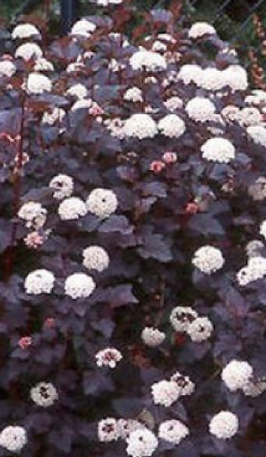 Саженцы Пузыреплодник калинолистный Lady in Red P14 (М)