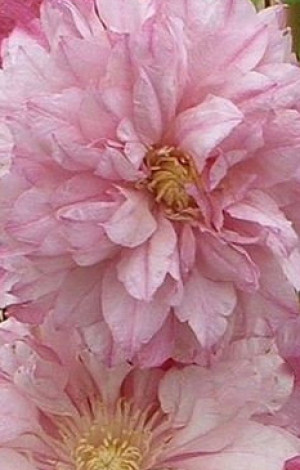 Саженец клематиса Иносент Блюш (Innocent Blush) в конт. С2 (Новатор Сад КХ)