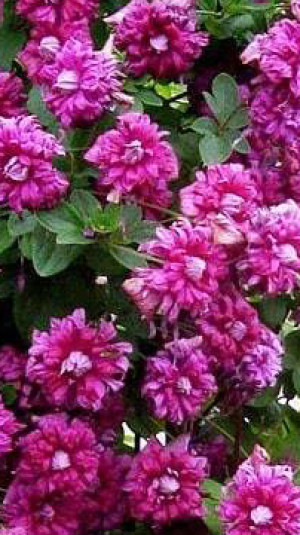 Саженец клематиса Пурпуреа Плена Элеганс (Purpurea Plena El.) С2 (НС)