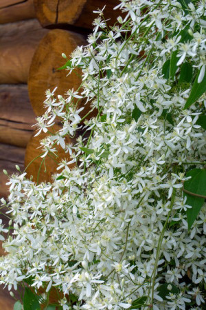 Саженцы Клематис Мангжурский (Mandschurica) С2 (НС)