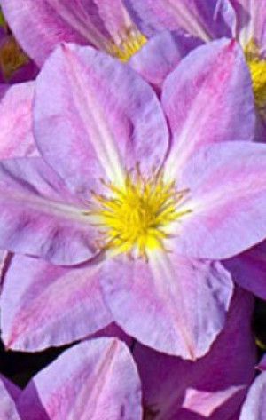 Саженцы Клематис Чендж оф Харт (Change of Heart) С2 (НС)