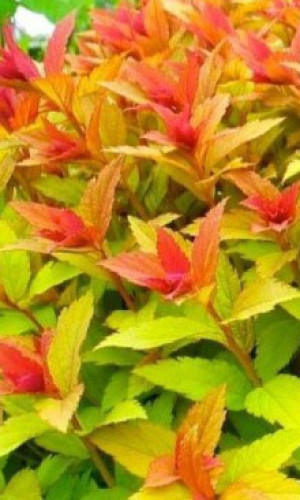 Саженец спиреи японской Голд флэйм в конт. С2 (Новатор Сад КХ)