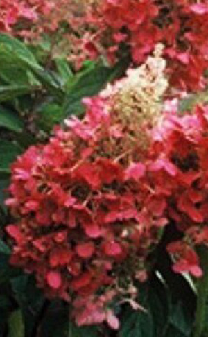 Саженцы Гортензия метельчатая Пинки Винки С2 (НС)
