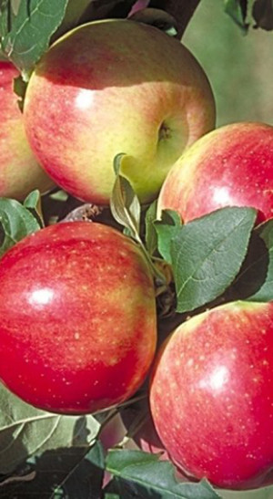 Саженец яблони Медуница в контейнере (СП)