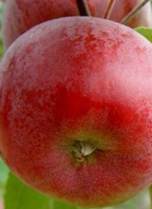 Саженцы Яблоня Память Коваленко в контейнере (СП)