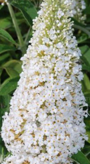 Саженцы Буддлея Давида Уайт Профьюжен (White Profusion) С2 (НС)