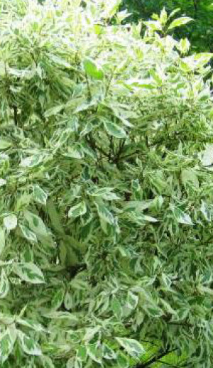 Саженец дерен Элегантиссима в конт. С2 (НС)