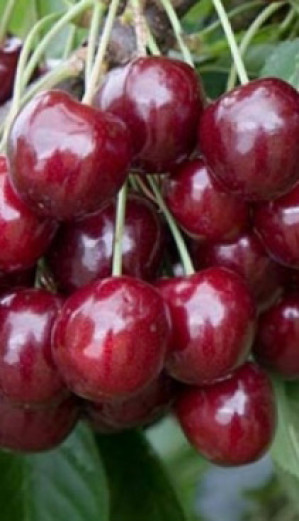 Саженец Черешни Тютчевка, ОКС (НС)