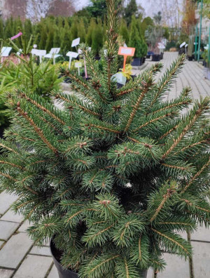 Саженец Ели колючей (pungens) Glauca Kaibab 80-100см, в контейнере С15 (ЗГ)