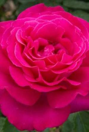 Розы саженцы чайно-гибр Velasques