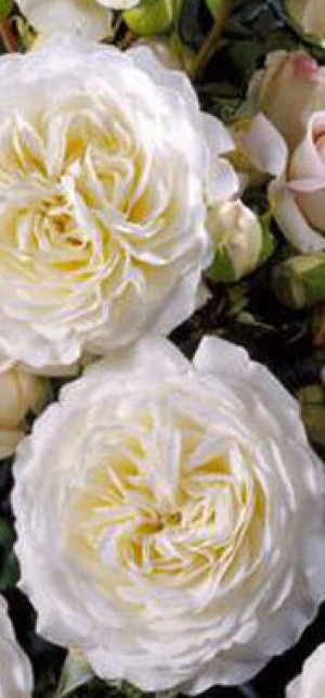 Розы саженцы флорибунда Ledreborg