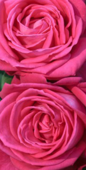 Розы саженцы плетистая Lolita Lempicka