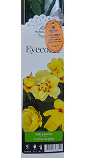 Розы саженцы плетистая Eyeconic