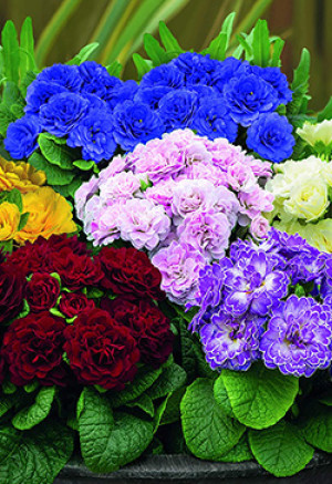 Рассада примулы махровой Беларина (15см) конт.Р11 (ЗГ)