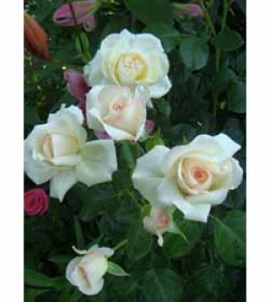 Розы саженцы на штамбе флорибунда Lederbourg