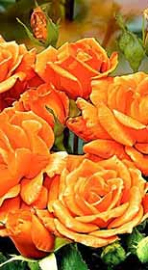 Розы саженцы на штамбе флорибунда Orange Senta