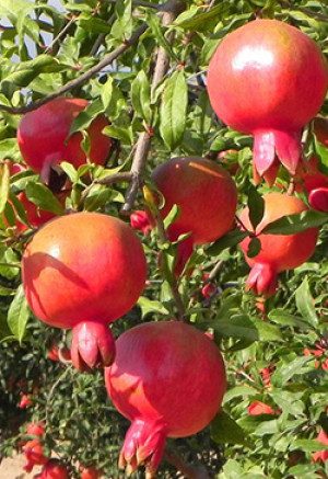 Саженцы Гранат Никитский ранний