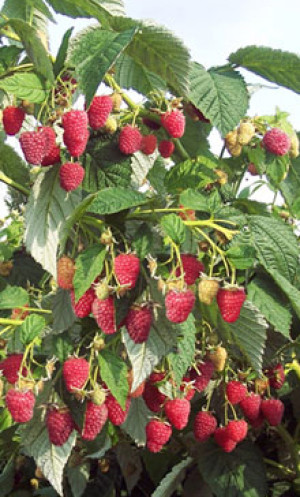 Саженец Малины Химбо-топ, ОКС (П)