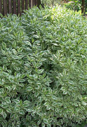 Саженец дерен Байхало в контейнере С2 (НС)