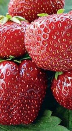 Рассада земляники садовой Вима Занта конт. Р9 (Клубника) (ФХ 