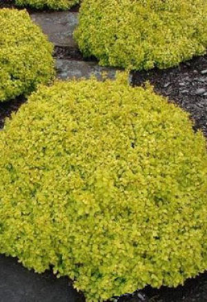 Саженец барбариса Банана голд в контейнере С2 (НС)