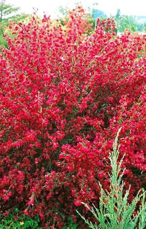 Саженец Ракитник Boskoop Ruby (Боскоп Руби) в конт. С2  60-65см.