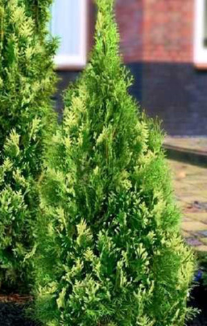 Саженец туи западной Cмарагд Вариегата (Smaragd Variegata) в конт. С2 (НС)