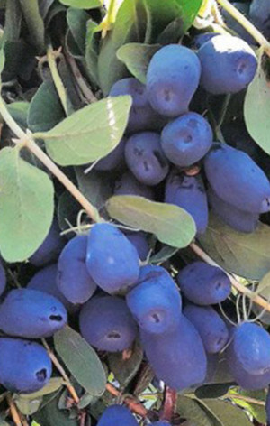 Саженец жимолости Бореал Бист в конт. С2 (Голубые океаны КФХ)