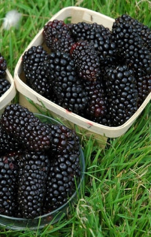 Саженец ежевики Блэк Джем в конт. С2 (СП)