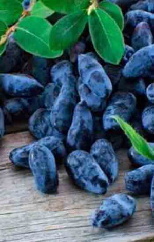 Саженец жимолости Гордость Бакчара в конт. Р9 (НС)