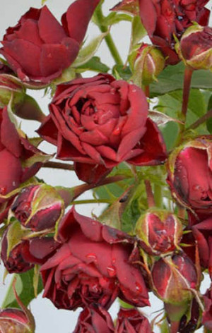 Розы саженцы на штамбе Tisa