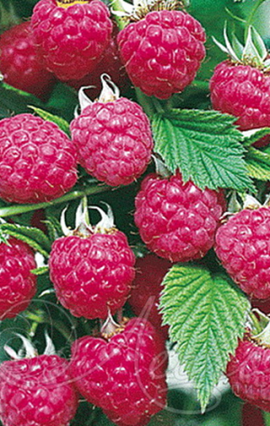 Саженец малины Бабье лето, ОКС (К)