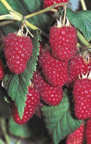 Саженец малины Херитейдж, ОКС (К)