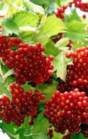 Саженец калины садовой Вигоровская в конт. С2 (СП)