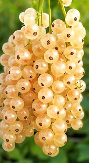 Саженец смородины белой Десертная, ОКС (К)