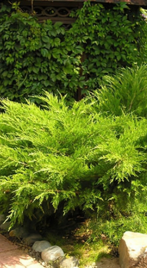 Саженец можжевельника Минт Джулеп в конт. С2 (Новатор Сад КХ)