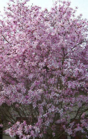 Саженец Магнолия stellata Rosea (стеллата Розеа) в конт.С2  100-120см.