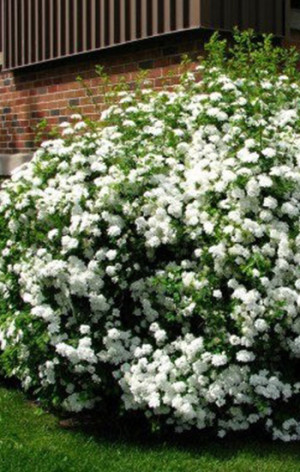 Саженец Спирея японская Albiflora (Албифлора) в конт. С2  30-40см.