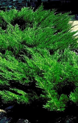 Саженец Можжевельник казацкий Mas (Мас) в конт. С2  30-40см.