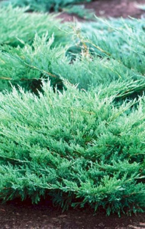 Саженец Можжевельник чешуйчатый Blue Compact (Блю Компакт)в конт. С5  40-50cм.