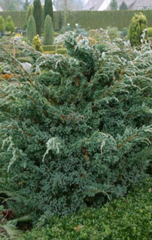 Саженец Можжевельник чешуйчатый Meyeri (Мейри) в конт. С2  70-80см.